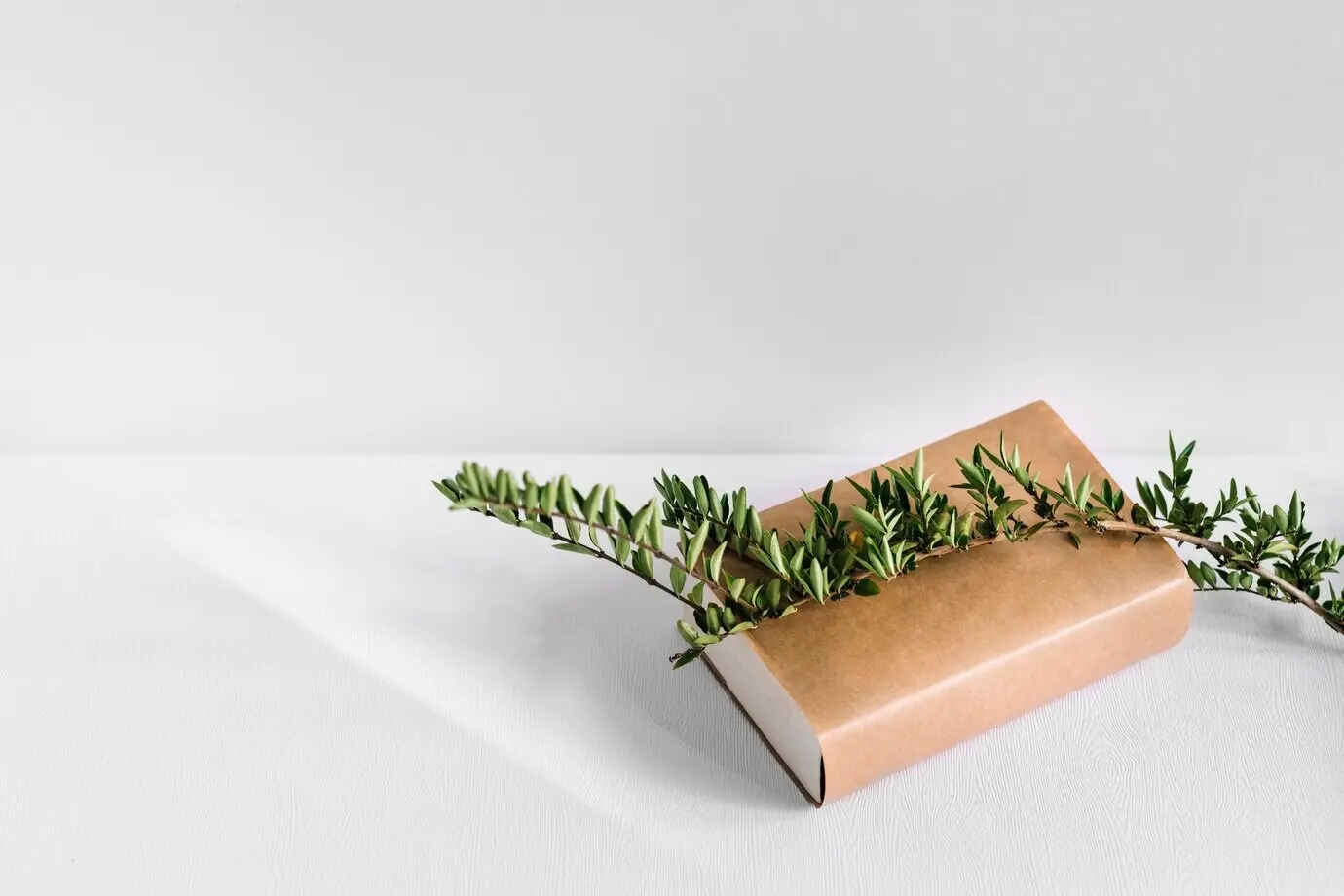 Зелёная ветвь дерева поверх коричневой книги, изолировано на белом фоне.